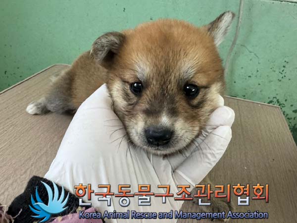 종료(기증) 믹스견…