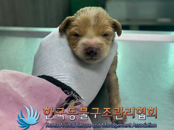 한국동물구조관리협회_441392202400204