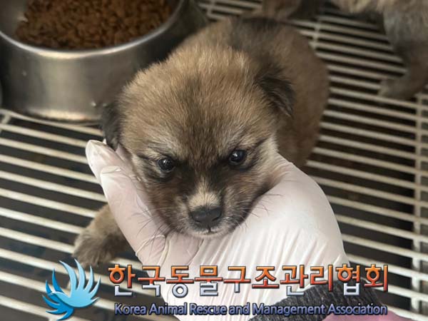 보호중 믹스견의 가…