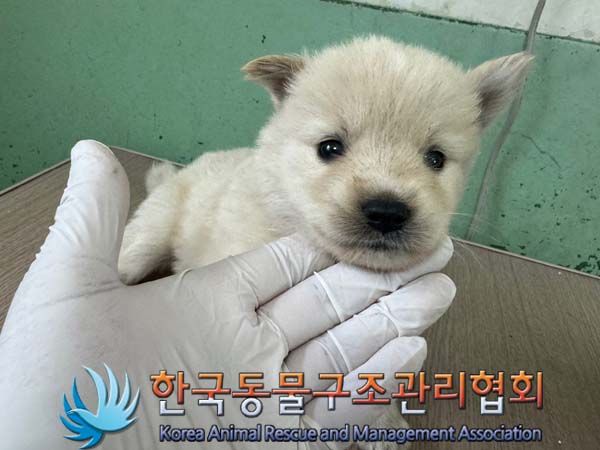 보호중 믹스견의 가…