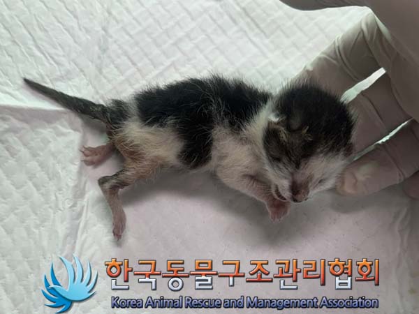 한국동물구조관리협회_411310202400552