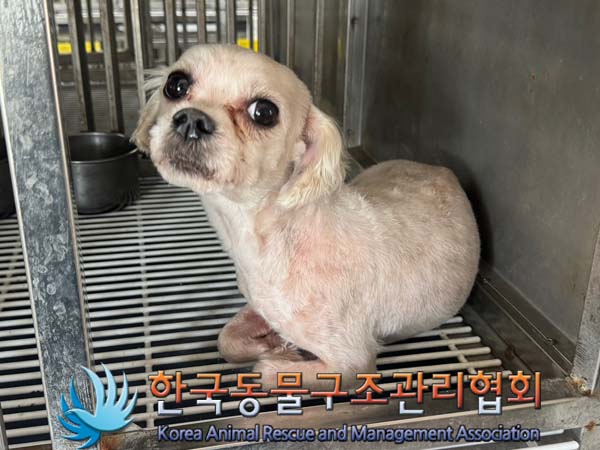 종료(입양) 말티즈…