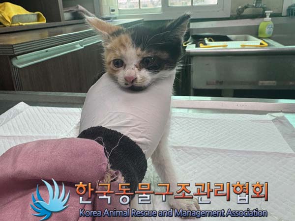 보호중 한국 고양이…
