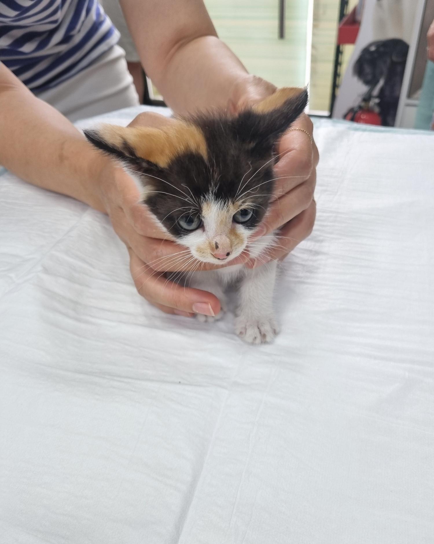 보호중 한국 고양이…