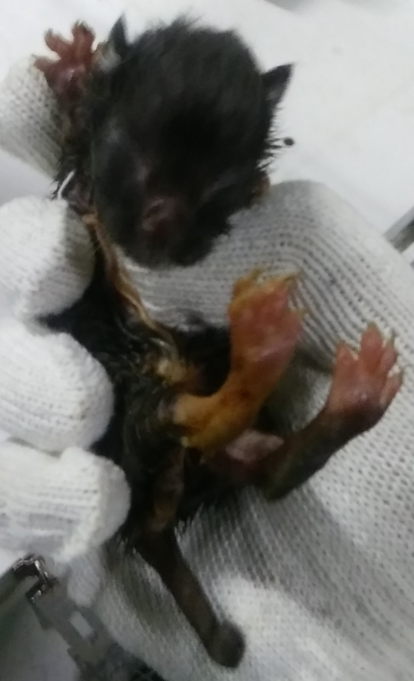 인천광역시수의사회_428353202400640