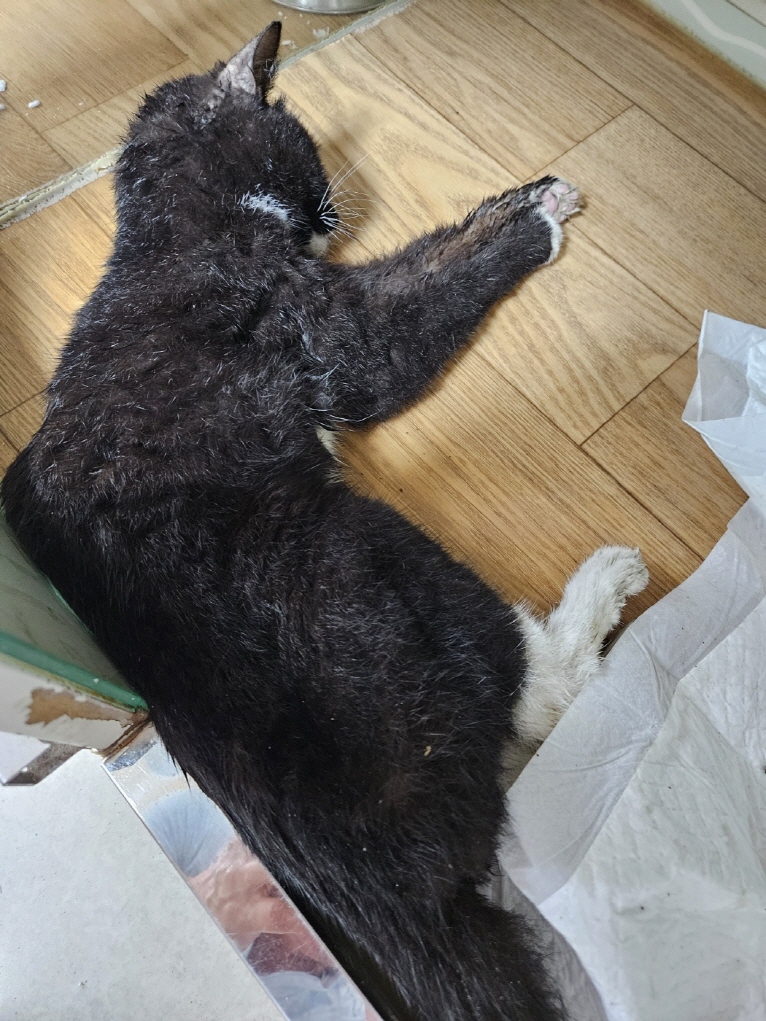 보호중 한국 고양이…