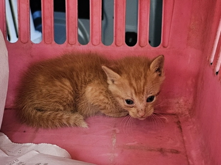보호중 한국 고양이…