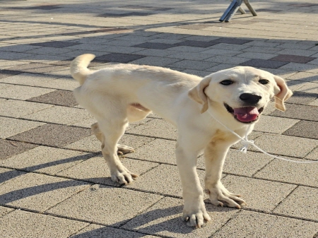 원주시동물보호센터_442419202400404