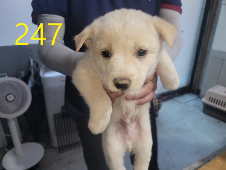 신영재동물병원_428355202400435