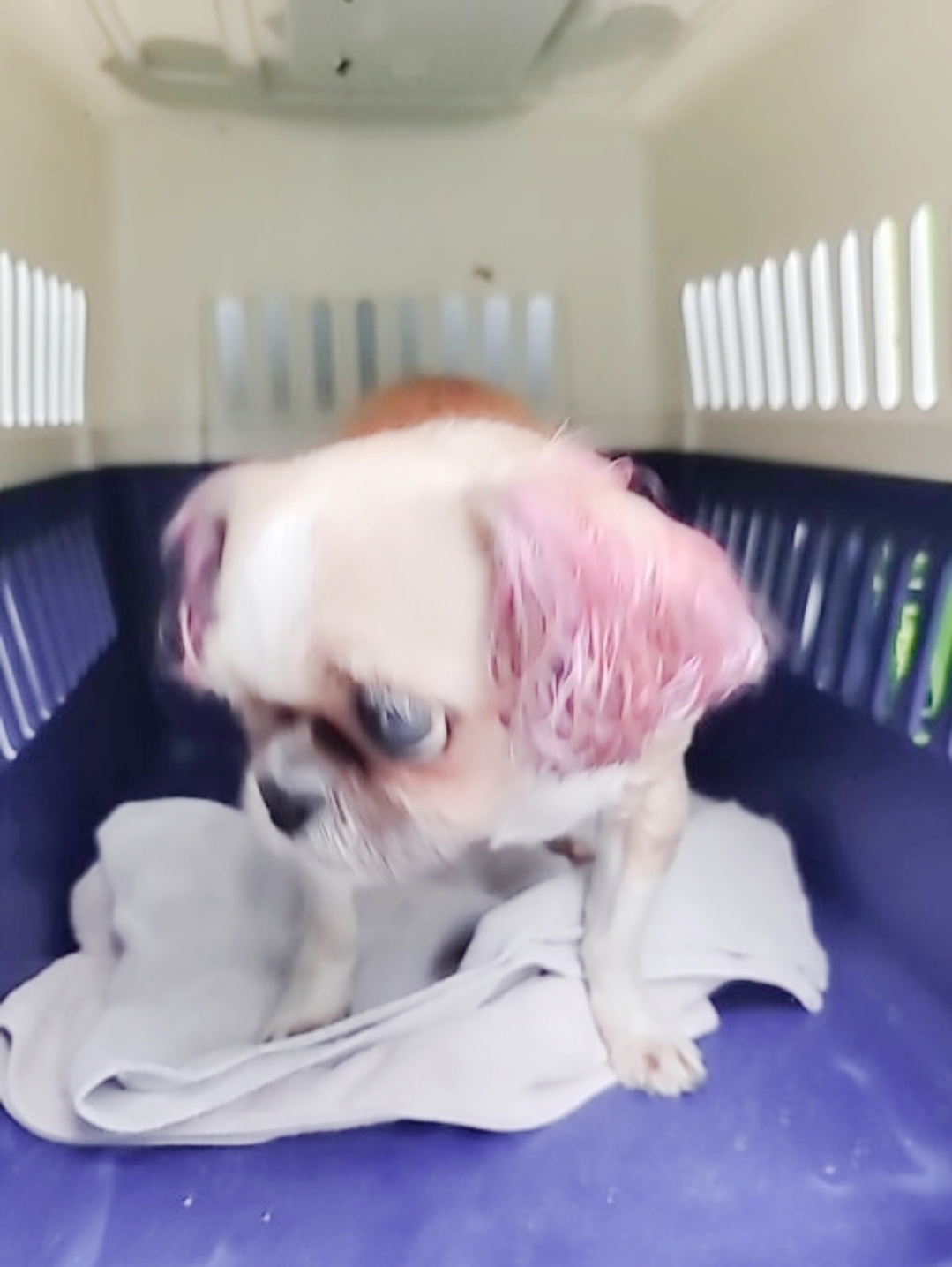 유기동물보호센터_447507202400079