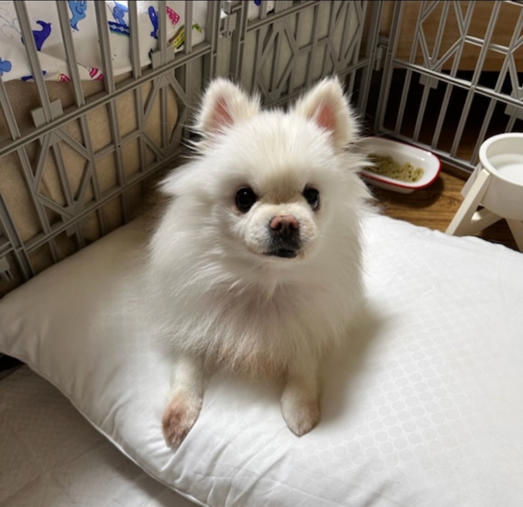 보호중 포메라니안의…