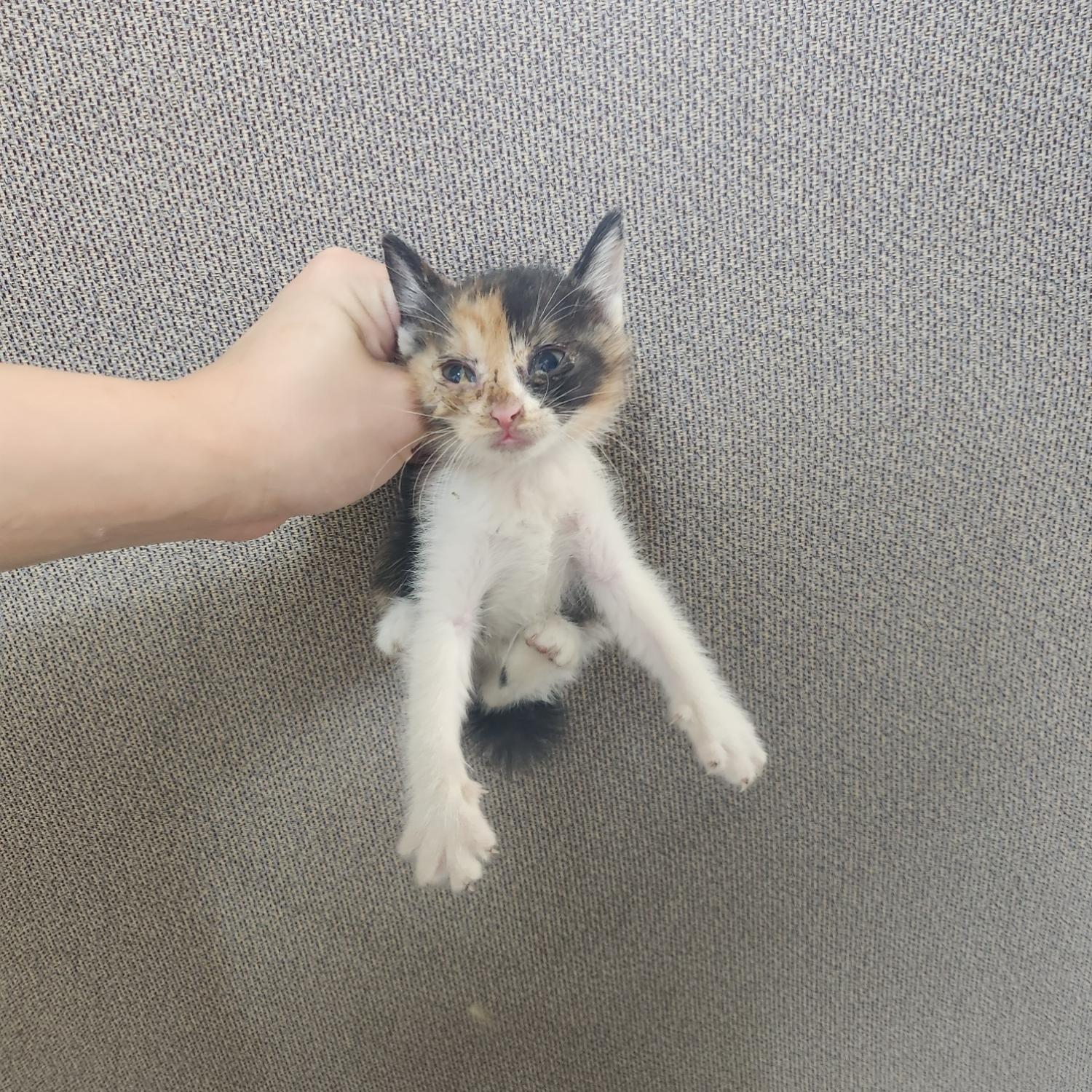 보호중 한국 고양이…