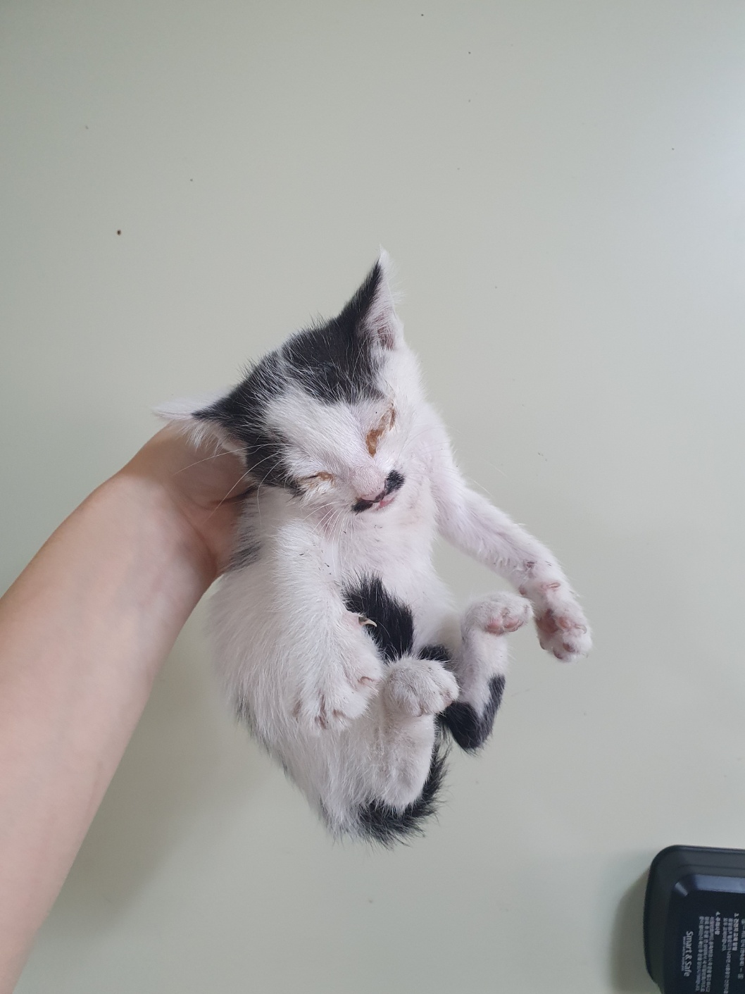부산동물보호센터_426326202400282