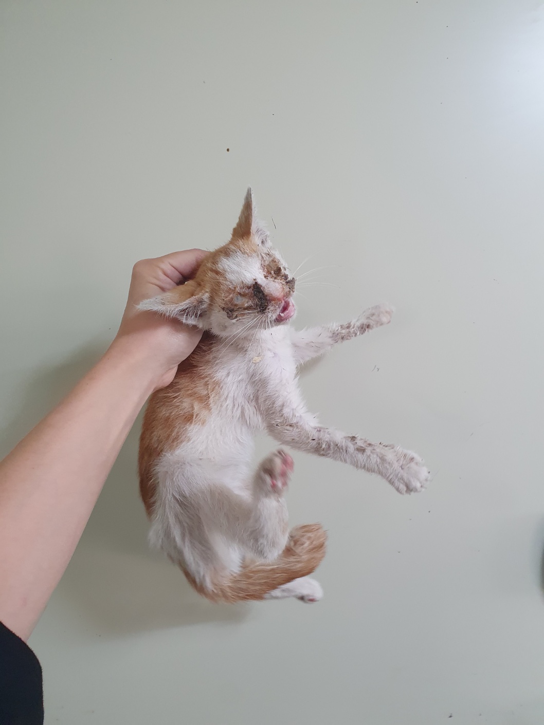 부산동물보호센터_426326202400281