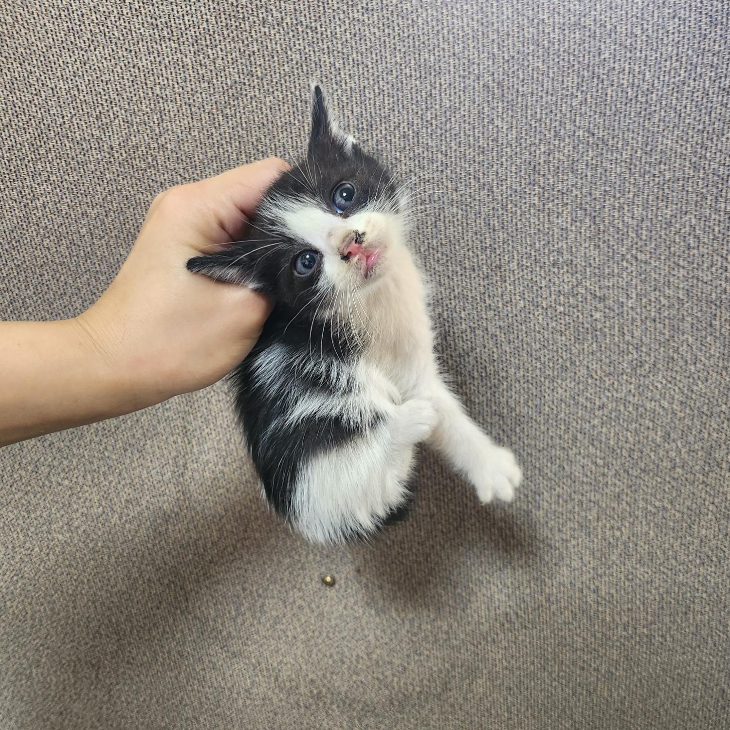 보호중 한국 고양이…