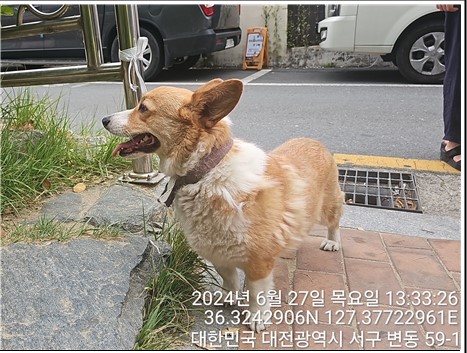 보호중 웰시 코기 …