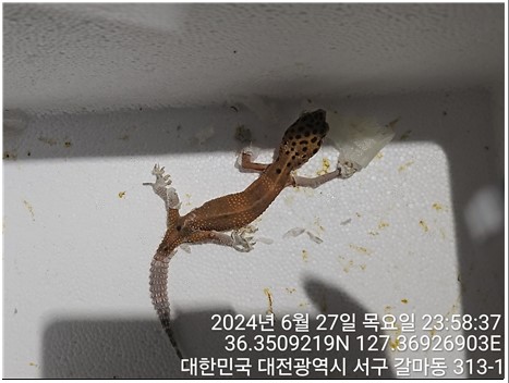 종료(입양) 레오파…