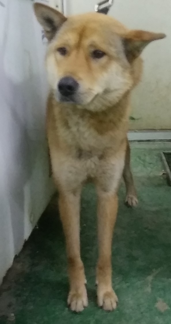 보호중 진도견의 가…