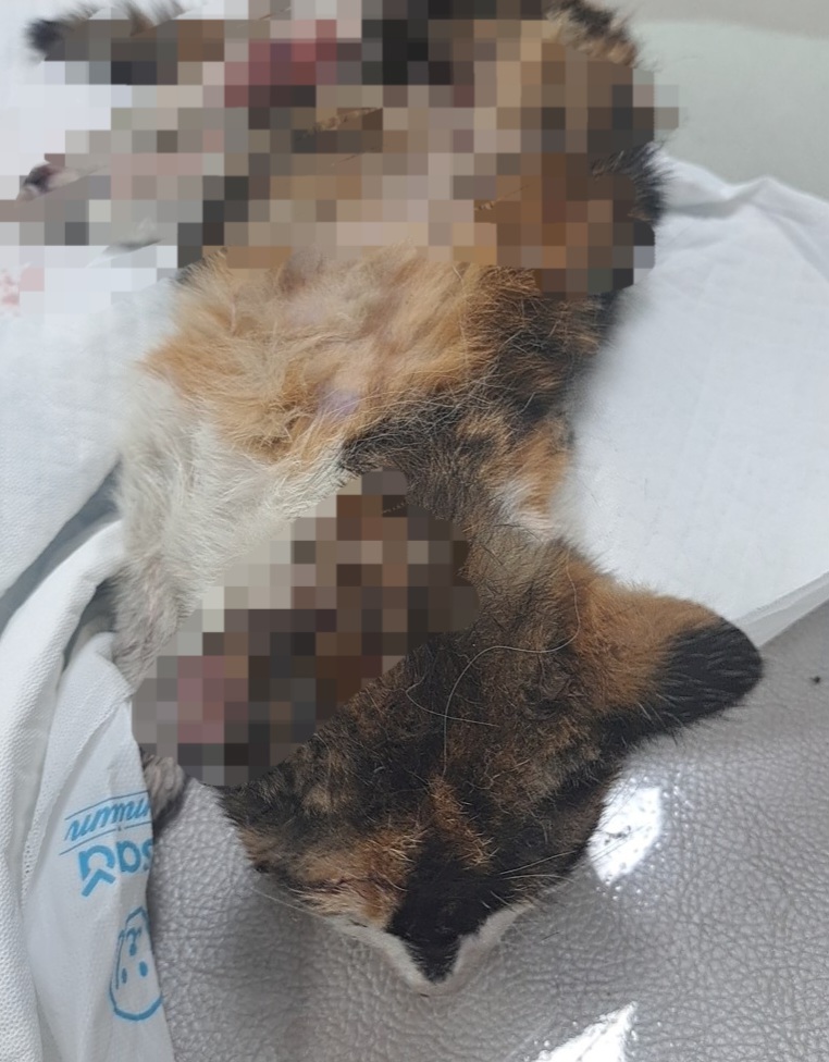 종료(자연사) 한국…