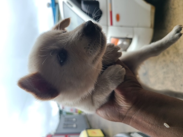 푸른곡성21동물보호소_446486202400090