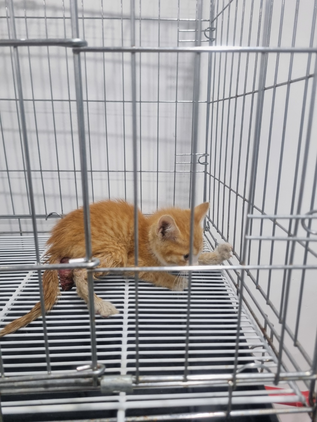 천안시 동물보호센터_444449202401407