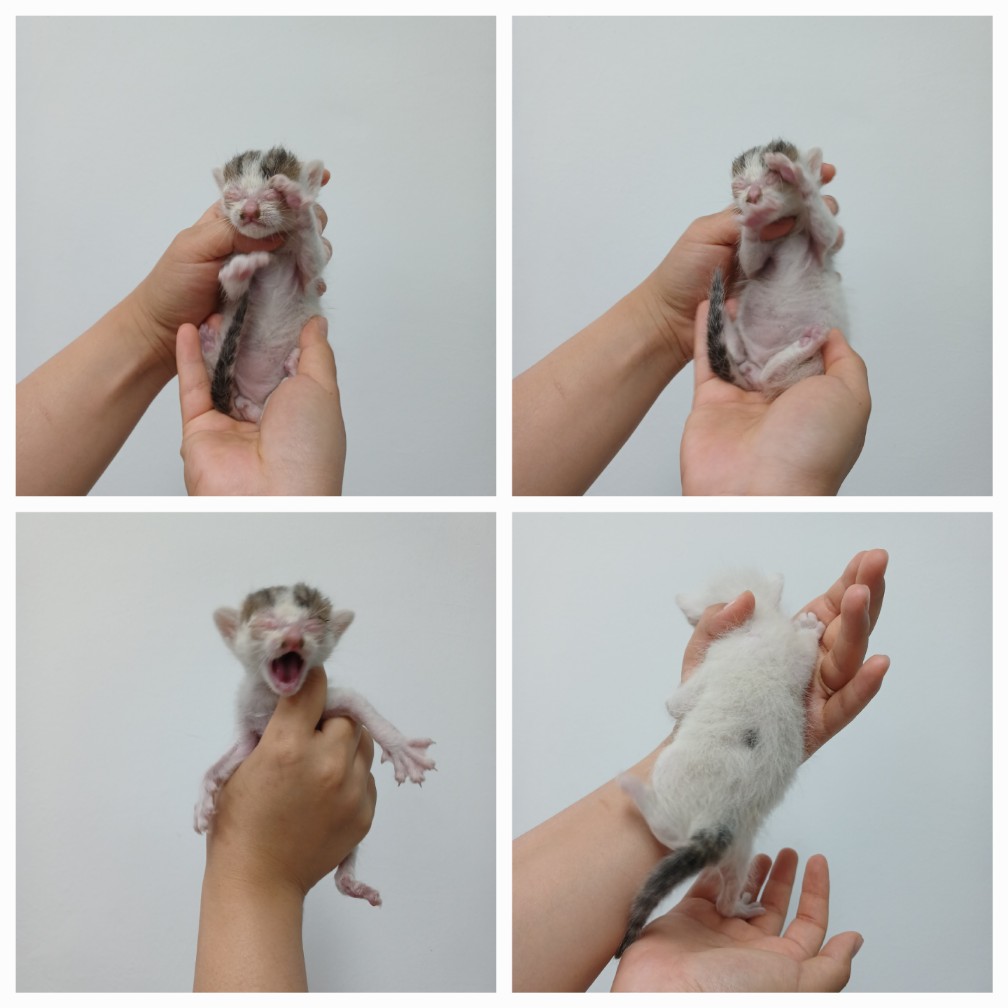 천안시 동물보호센터_444449202401408