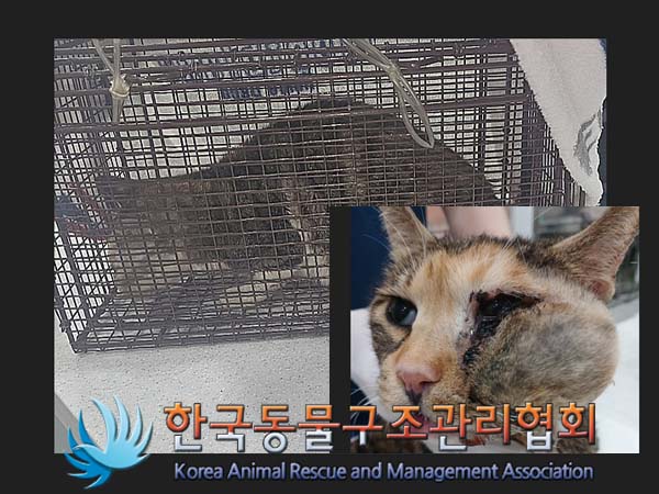 종료(안락사) 한국…