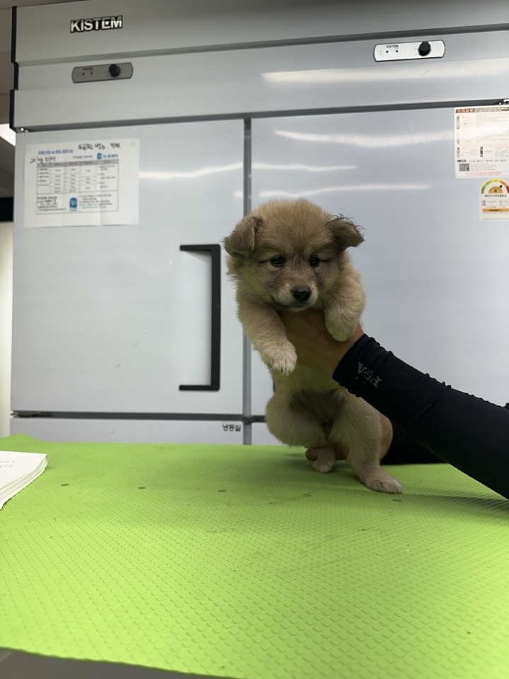 신공항동물병원_428349202400597