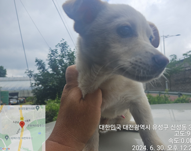 보호중 믹스견의 가…