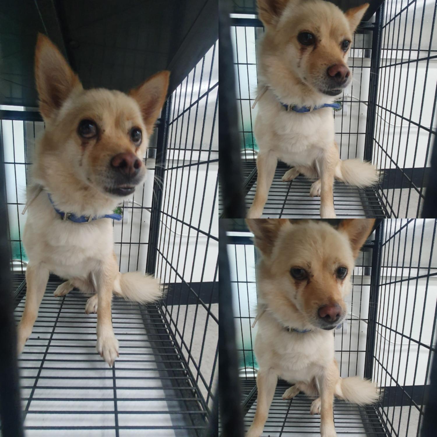 경주동물사랑보호센터_447505202400612