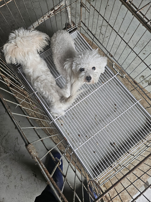 동물보호관리협회_426329202400360