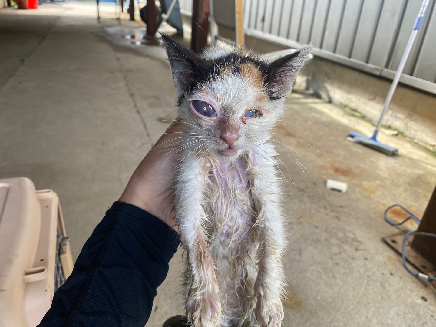 보호중 한국 고양이…