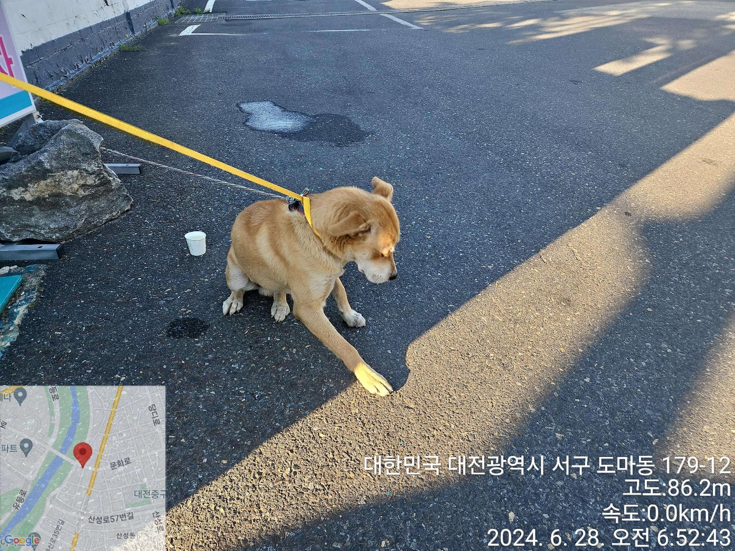 대전동물보호센터_430365202400296