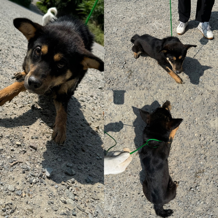 당진시동물보호소_444568202400337