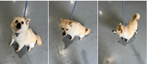 부산동물보호센터_426328202400144