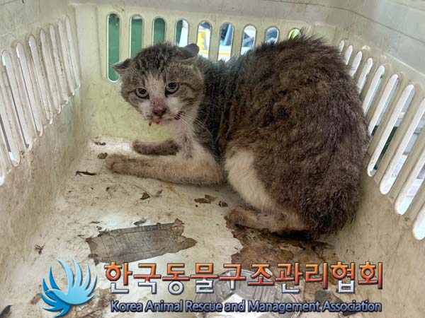 종료(입양) 한국 …