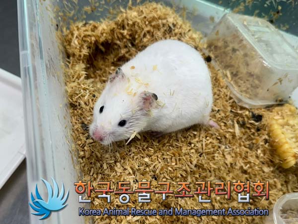 보호중 햄스터의 가…