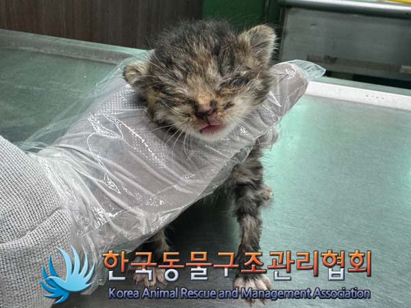 한국동물구조관리협회_441398202400260