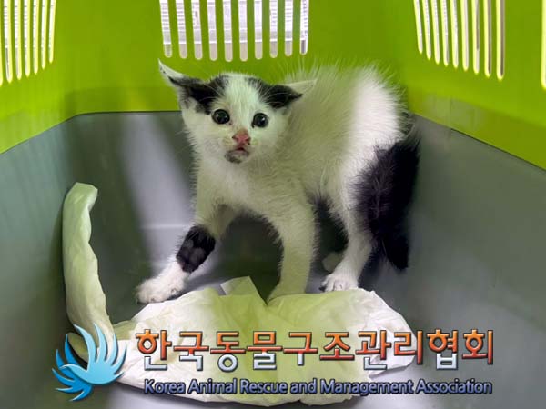 종료(입양) 한국 …