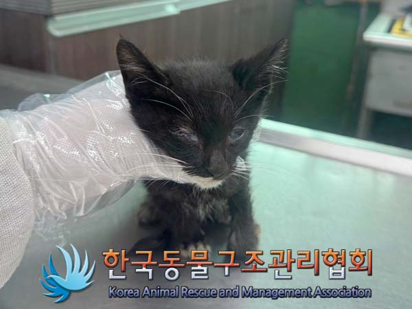 종료(자연사) 한국…