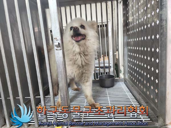보호중 스피츠의 가…