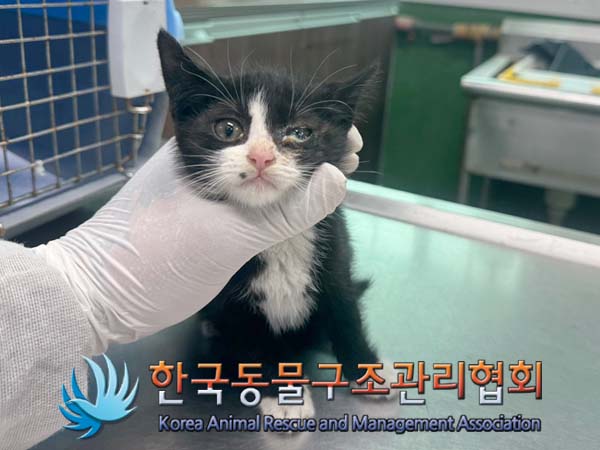 종료(입양) 한국 …