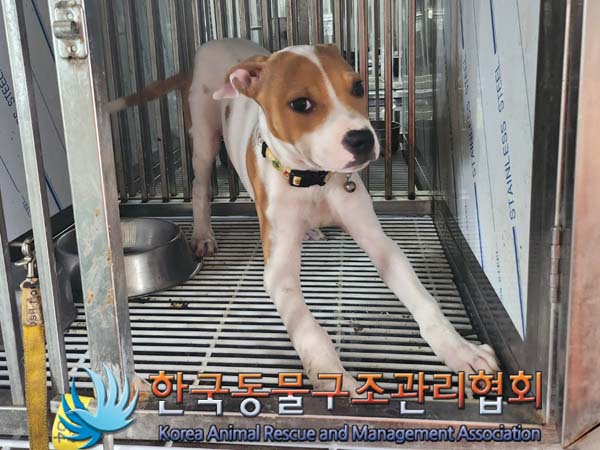 보호중 믹스견의 가…