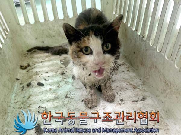한국동물구조관리협회_441560202400694