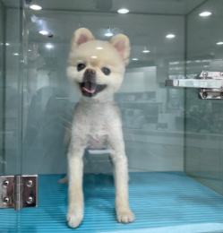 일산동물의료센터_431371202400261