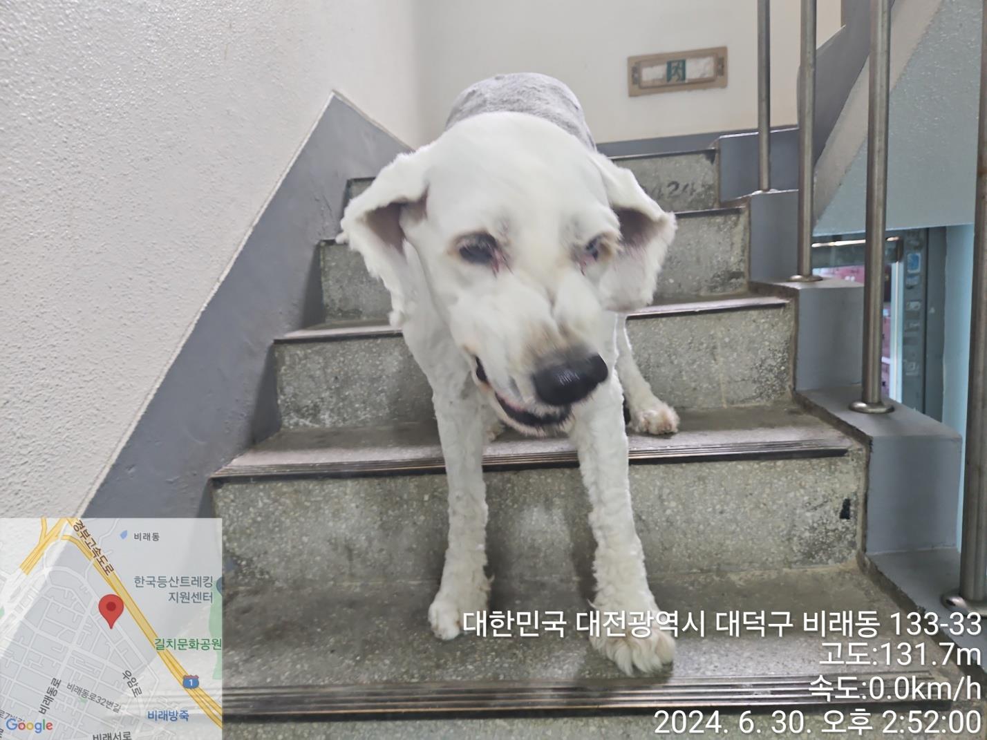 대전동물보호센터_430368202400304