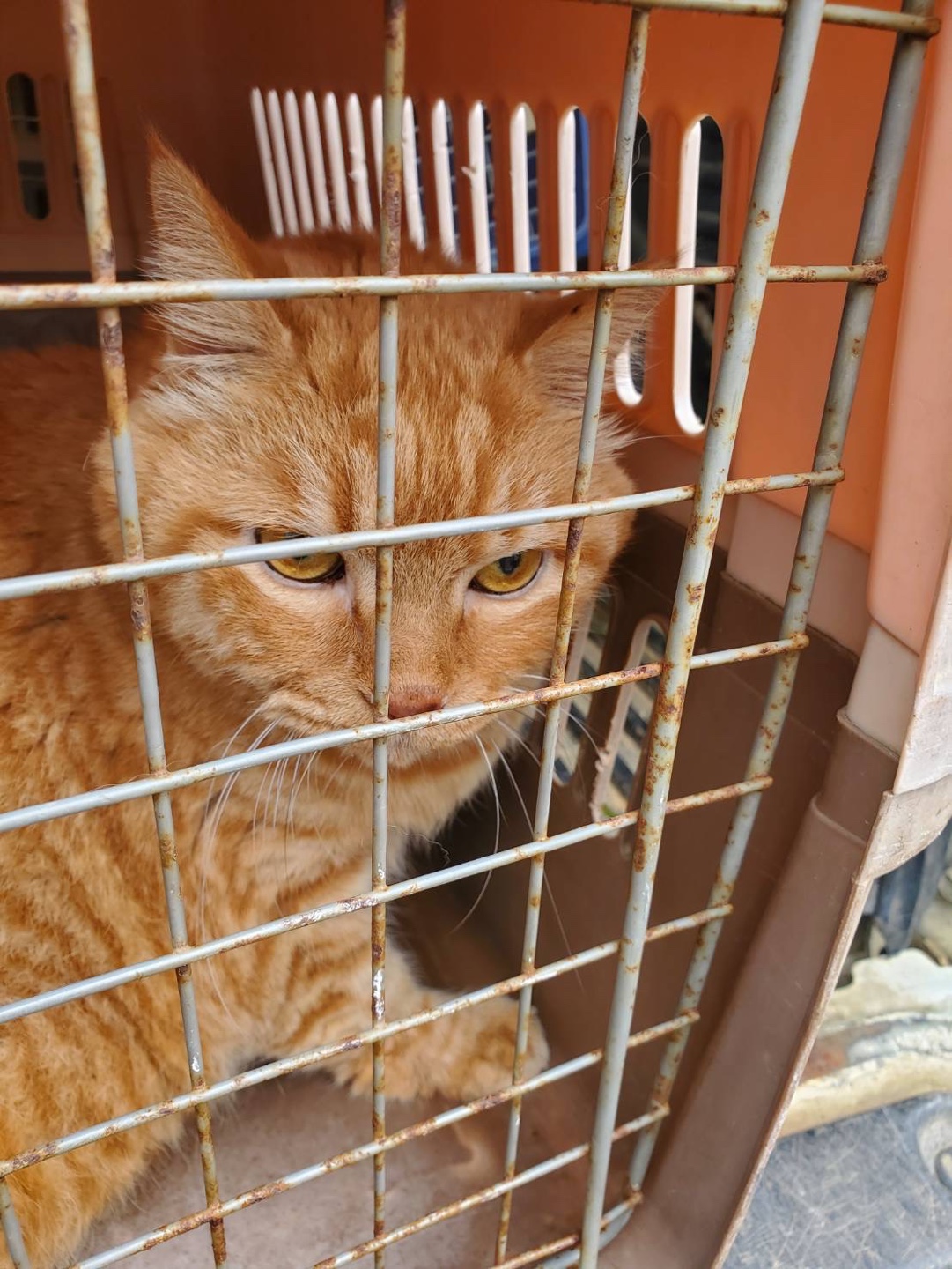 한국야생동물보호협회_441383202400327