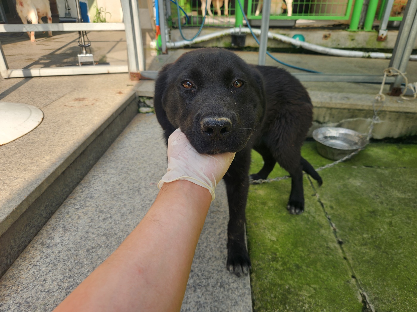 광주 동물보호소_429363202400728