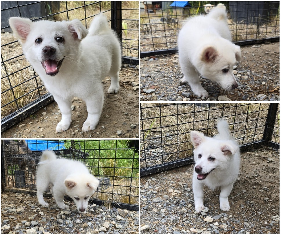 무안군유기동물보호소_446495202400355