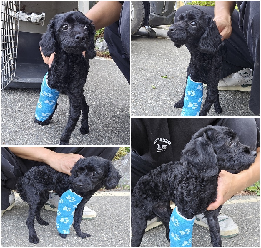 무안군유기동물보호소_446495202400354